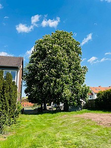 Baum hinten